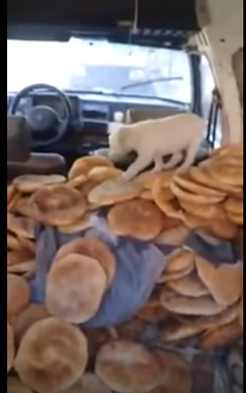 خطير وصادم كلب يتجول فوق الخبز