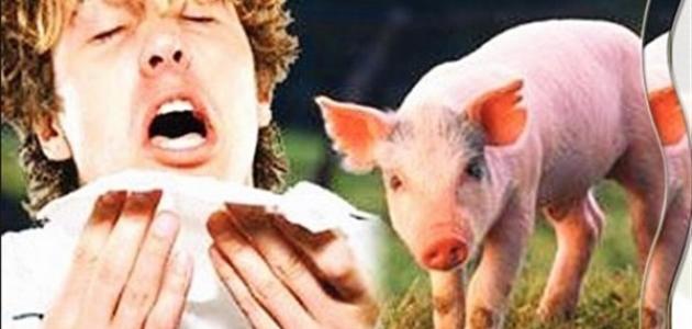 “أنفلونزا الخنازير” تغزو بشدة في المغرب .. تسجيل 5 حالات وفاة