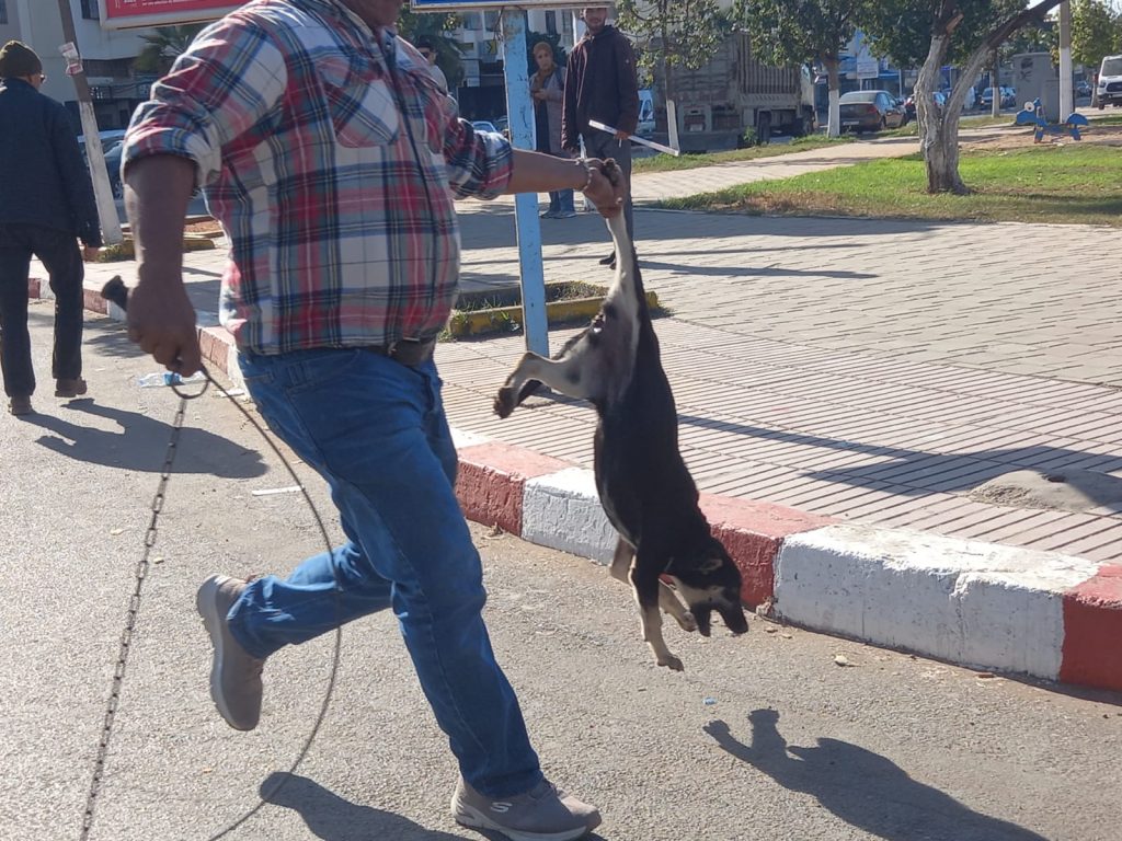 “بداية حملة لمكافحة الكلاب الضالة في جماعة عين حرودة”