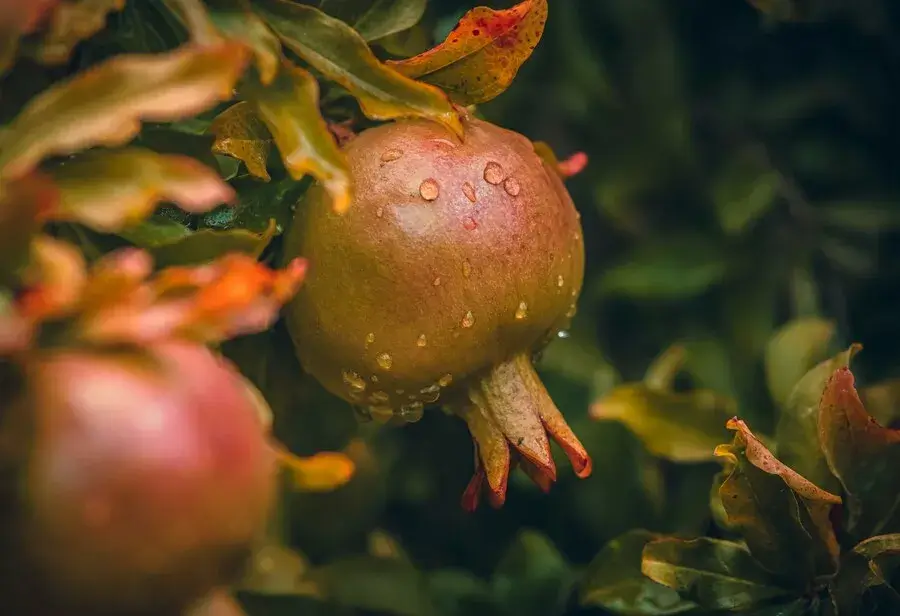 تكريم الفنانين في مهرجان السينما الدولي: إبداعات محلية على الساحة العالمية